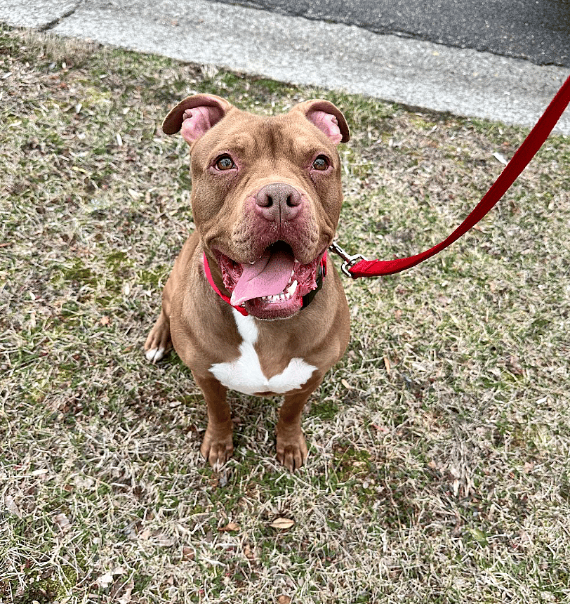 Beans up for Adoption